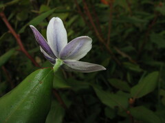 Eriocapitella rivularis