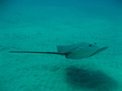 Pateobatis jenkinsii