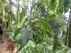 Hydrangea integrifolia