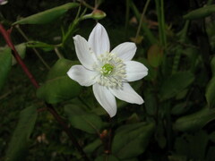 Eriocapitella rivularis