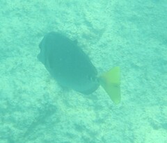 Prionurus laticlavius