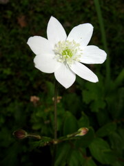 Eriocapitella rivularis