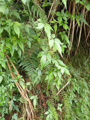 Causonis corniculata