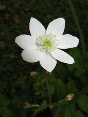 Eriocapitella rivularis