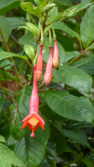 Fuchsia