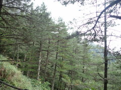 Pinus taiwanensis
