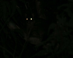 Trichosurus vulpecula hypoleucus