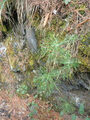 Artemisia morrisonensis