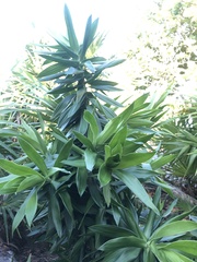 Yucca gigantea