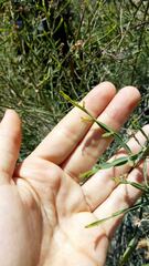 Baccharis articulata