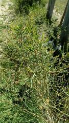 Baccharis articulata