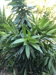 Yucca gigantea