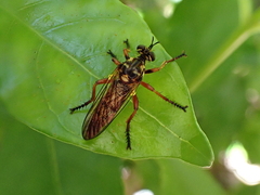 Saropogon