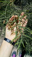 Baccharis articulata