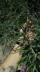 Baccharis articulata