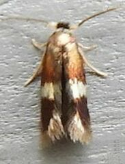 Stigmella multispicata