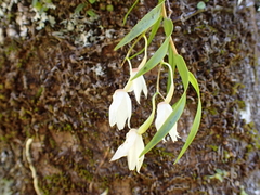 Dendrobium cunninghamii