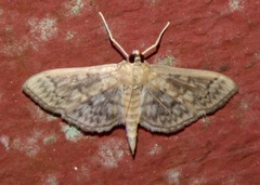 Herpetogramma pertextalis