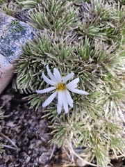 Celmisia sessiliflora