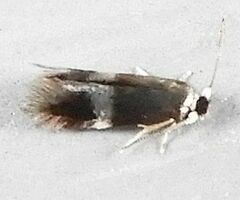 Stigmella multispicata