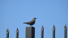 Cinclodes patagonicus