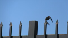 Cinclodes patagonicus