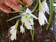 Dendrobium cunninghamii