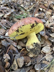 Butyriboletus querciregius