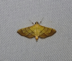 Orphanostigma haemorrhoidalis