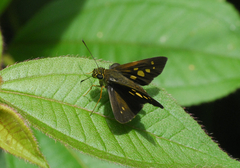 Calpodes triangularis