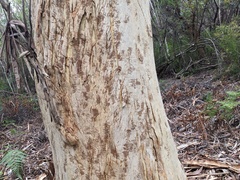 Eucalyptus racemosa