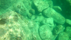 Stegastes acapulcoensis