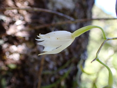 Dendrobium cunninghamii