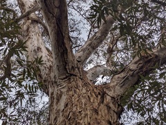 Eucalyptus racemosa