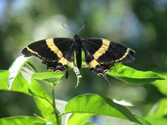 Papilio garamas