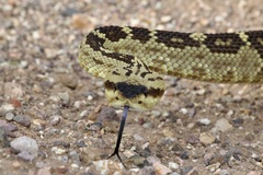 Crotalus molossus molossus
