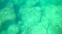 Stegastes acapulcoensis