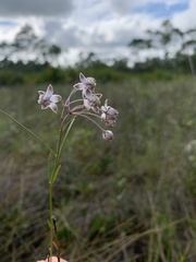 Asclepias cinerea