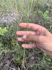 Asclepias cinerea