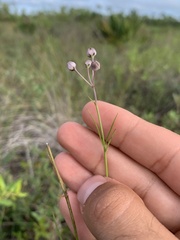 Asclepias cinerea