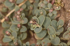 Euphorbia cinerascens