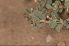 Euphorbia cinerascens