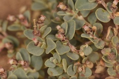 Euphorbia cinerascens