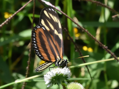 Eueides isabella eva