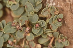 Euphorbia cinerascens