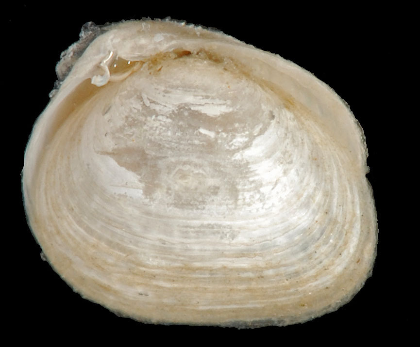 Aligena
