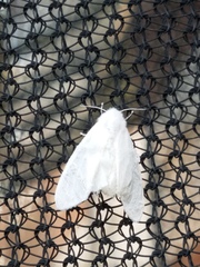 Spilosoma congrua