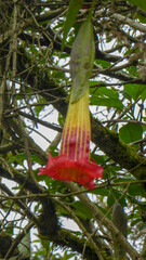 Brugmansia sanguinea