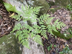 Davallia denticulata