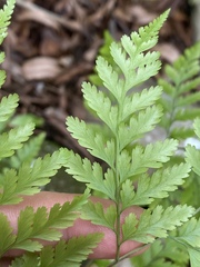 Davallia denticulata